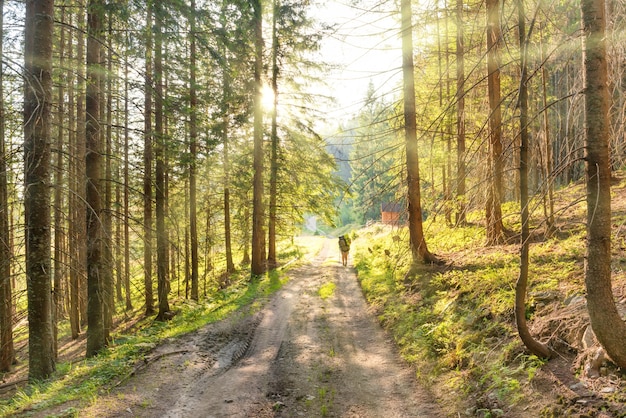 Paysage avec un homme sur la route dans la forêt verte et les rayons du soleil