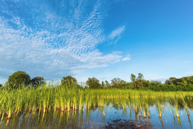 Paysage humide, Reed poussant au marais