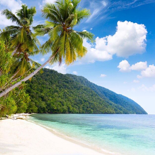 Photo paysage idillyque de l'île tropicale plage mer chaude palmiers ciel bleu et nuages blancs île de la région de pasific