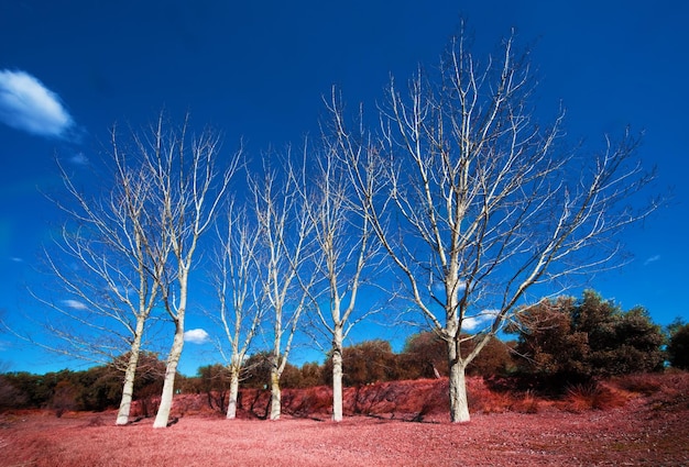 Paysage idyllique avec des arbres