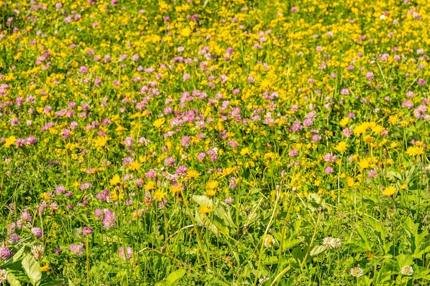 Paysage idyllique avec des fleurs sauvages colorées dans les Alpes