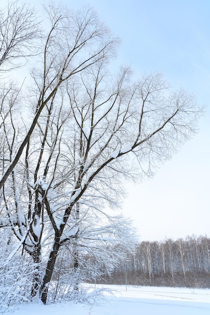 Paysage idyllique de Noël d'hiver