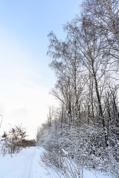 Paysage idyllique de Noël d'hiver