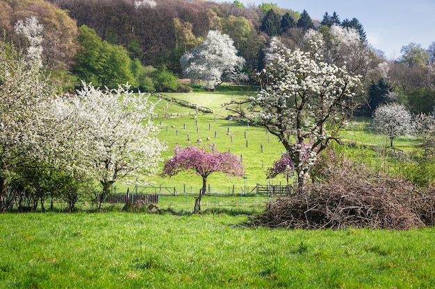 Paysage idyllique de printemps avec prairie verte et troupeau de moutons en fleurs