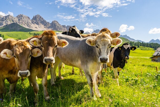 Paysage idyllique avec troupeau de vache au pâturage