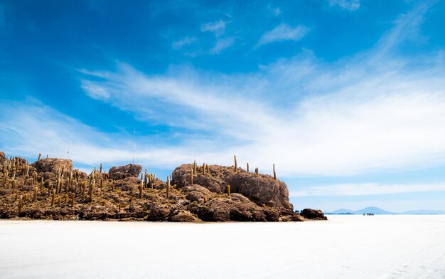 Paysage de l'île aux cactus