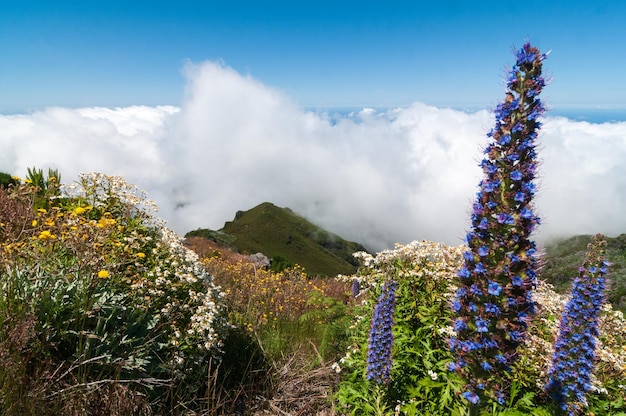 Paysage de l'île de Madère avec des fleurs et des nuages sur une levada