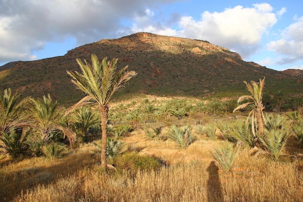 Le paysage de l'île de Socotra au Yémen de l'océan Indien