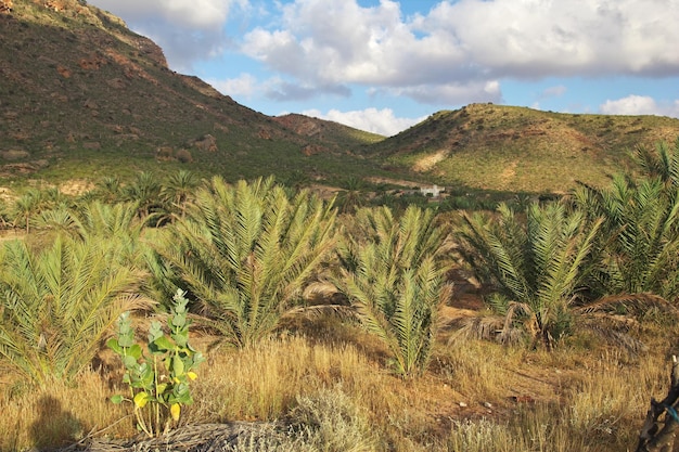 Le paysage de l'île de Socotra au Yémen de l'océan Indien