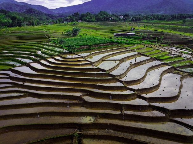 Paysage indonésien avec de belles montagnes par une matinée ensoleillée et des agriculteurs plantant du riz