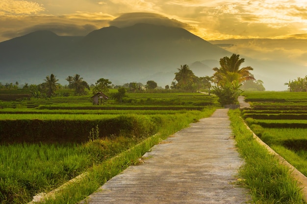 Paysage indonésien matin dans le village et rizières avec lever de soleil