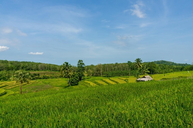 Paysage indonésien verdoyant et belle terre agricole