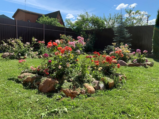 Paysage de jardin naturel dans un parterre de fleurs d'été avec des roses dans un jardin qui pousse des fleurs