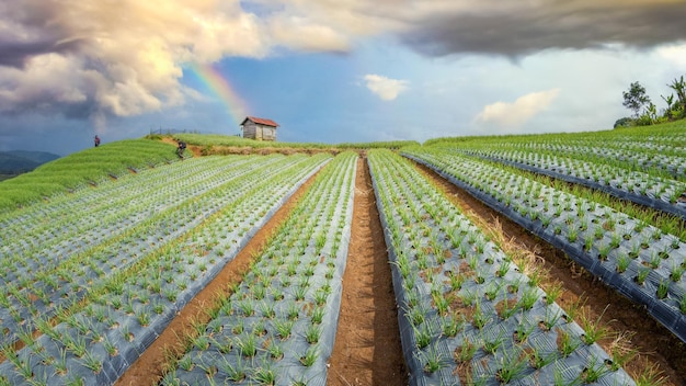 Paysage de jardin d'oignons en terrasse sur la colline avec arc-en-ciel dans le ciel