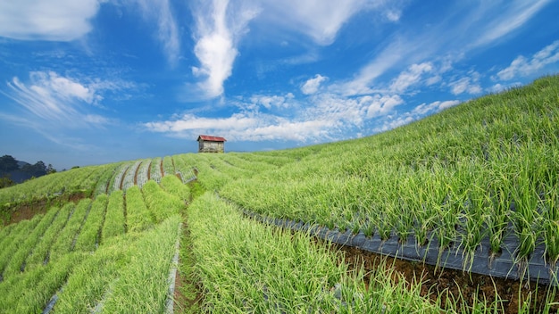 Paysage de jardin d'oignons en terrasse sur la colline