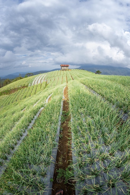 Paysage de jardin d'oignons en terrasse sur la colline