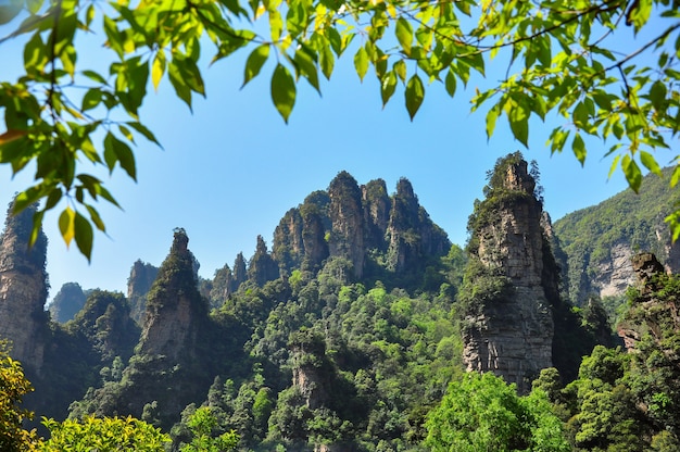 paysage de jungle avec des rochers