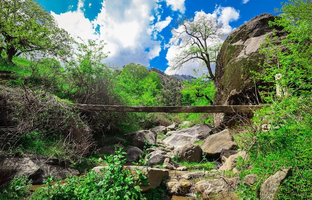 Photo le paysage de kunar en afghanistan photo gratuite la forêt de kunar à asadabad dans l'afghanistan