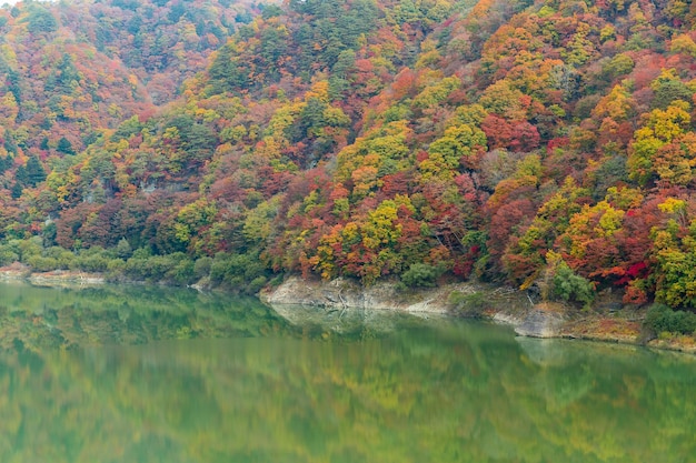 Paysage et lac de forêt d'automne