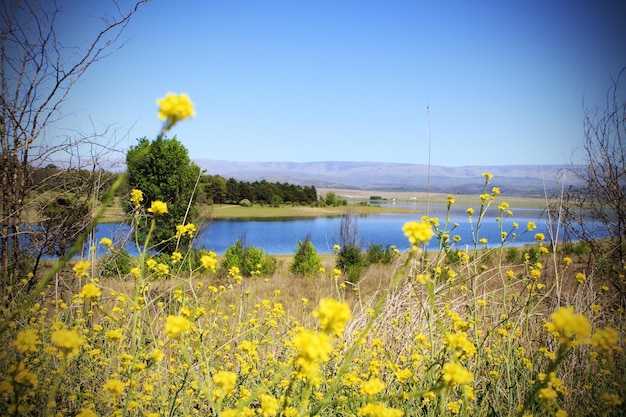 Paysage d'un lac montagnes pins et fleurs jaunes