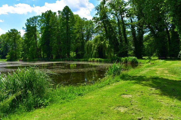 Paysage avec lac et pelouse verte lors d'une journée d'été ensoleillée Pologne Poznan