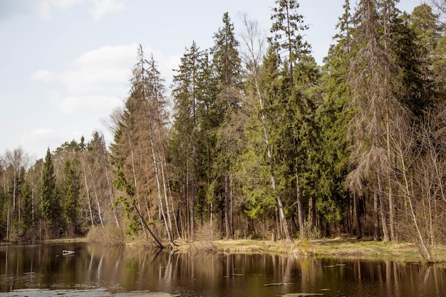 Paysage de lac avec printemps de forêt mixte