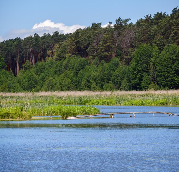 Paysage de lac de vallée d'été