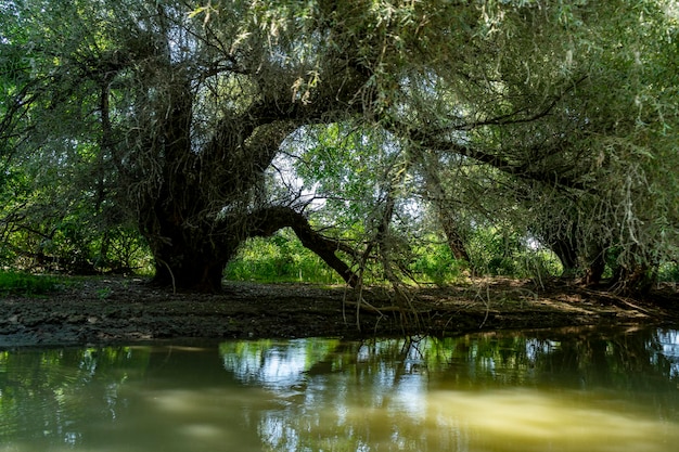 Paysage avec ligne de flottaison, oiseaux, roseaux et végétation dans le delta du Danube, Roumanie, 2021