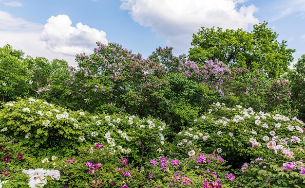 Photo paysage avec des lilas en fleurs et des pivoines arbustives