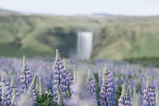Paysage avec des lupins en fleurs et la cascade de Skogafoss en Islande