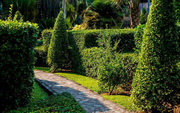 Paysage de luxe du jardin tropical.