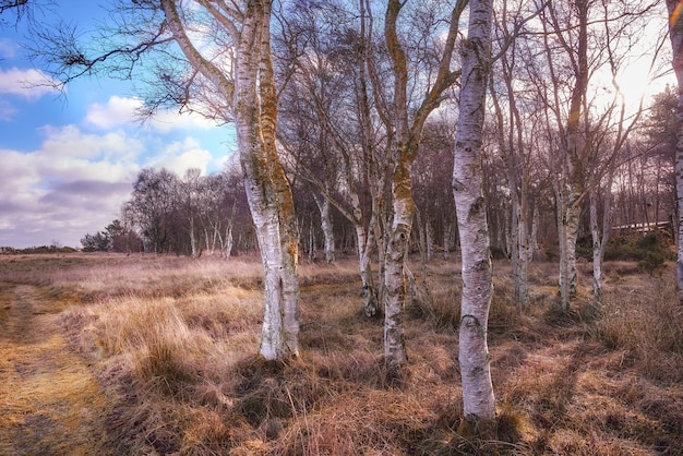 Paysage magique d'une forêt avec des arbres secs et grands sans feuilles à l'extérieur dans la nature par temps nuageux Vue paisible et panoramique sur des bois sans fin un après-midi d'automne avec un fond de ciel bleu