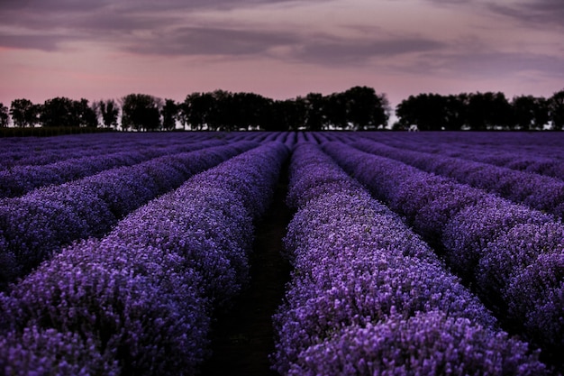 Photo paysage magnifique avec champ de lavande au coucher du soleil