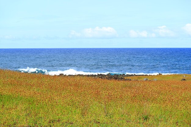 Paysage magnifique avec des fleurs sauvages et un bleu vif de l'océan Pacifique Île de Pâques Chili