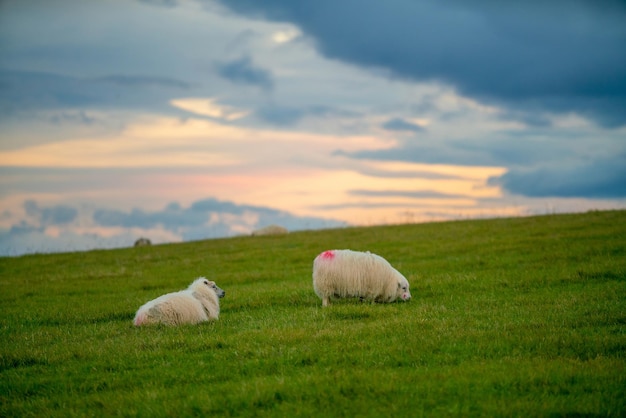 Paysage magnifique de l'Islande Paysage de la nature islandaise