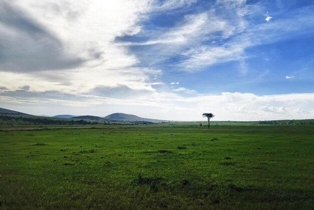 Photo paysage magnifique nature panoramique vues pittoresques en plein air végétation arbustes arbres dans le maasai mara parc national réserve de chasse grande vallée du rift comté de narok kenya afrique documentaire de voyage photog