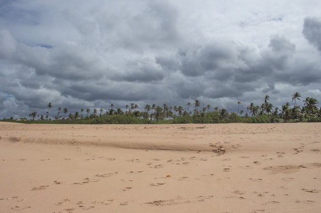 Paysage magnifique plein de cocotiers et de sable à la plage par temps nuageux