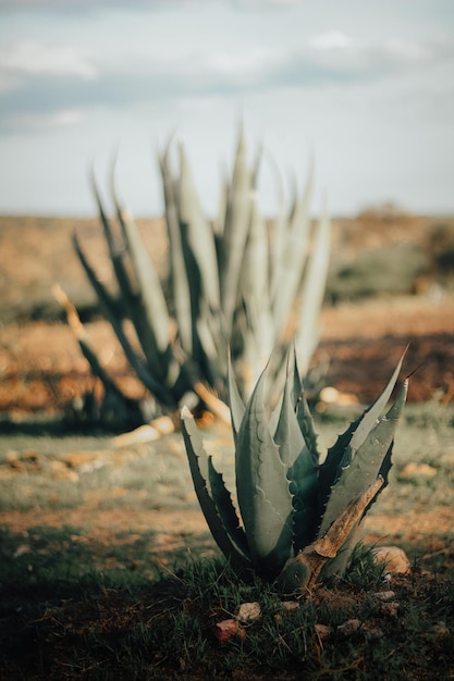 Paysage avec maguey au Mexique