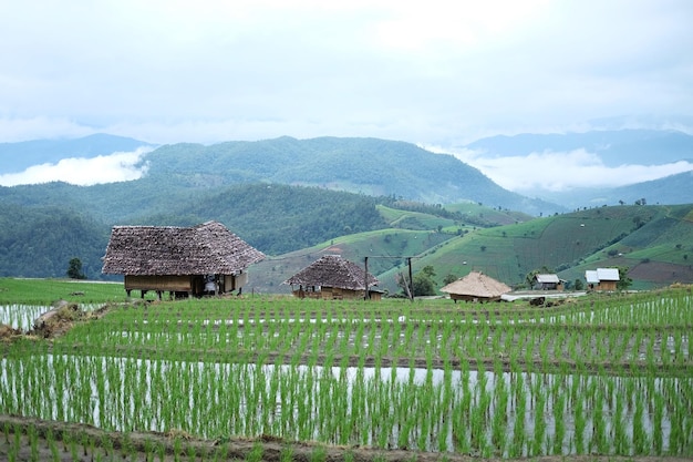 Paysage d'une maison de campagne et d'une cabane locale au milieu des rizières nouvellement plantées en terrasses.