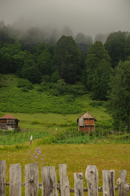 Photo paysage des maisons en bois debout sur le champ vert dans la forêt à feuilles persistantes