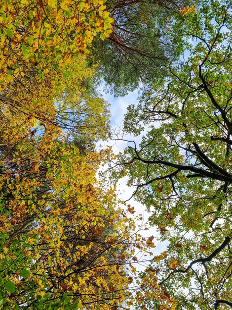 Paysage majestueux avec des arbres d'automne dans la forêt des Carpates Ukraine Europe Monde de beauté