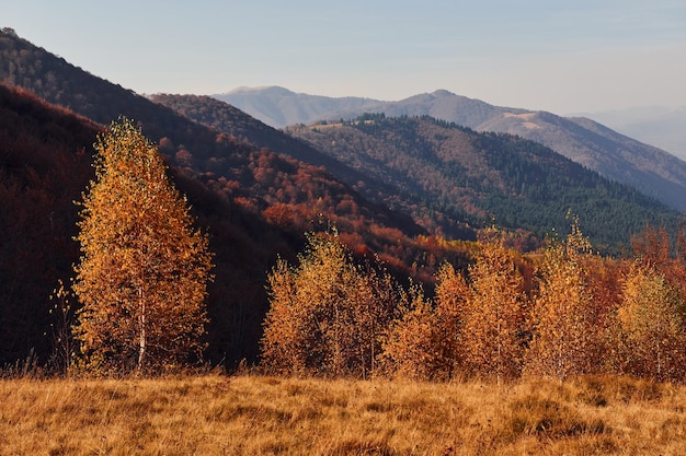 Paysage majestueux d'arbres d'automne et de montagnes à l'horizon