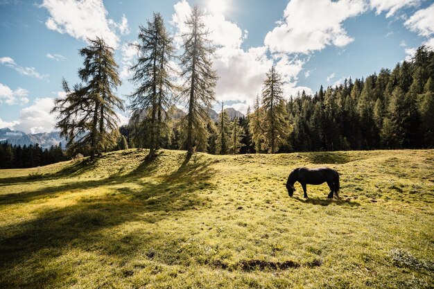 Paysage majestueux des Dolomites avec des mélèzes colorés et de hautes montagnes Magnifique paysage naturel de randonnée dans la dolomite italie près de Cortina d'Ampezzo Belle nature avec des chevaux