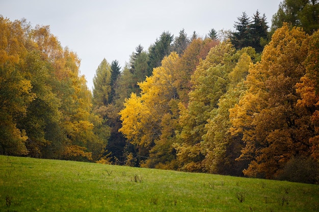 Paysage majestueux avec des feuilles d'automne en forêt