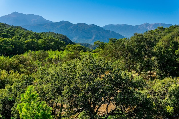 Paysage de maquis méditerranéen typique en Anatolie