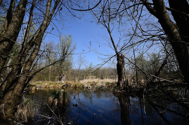 Paysage de marais