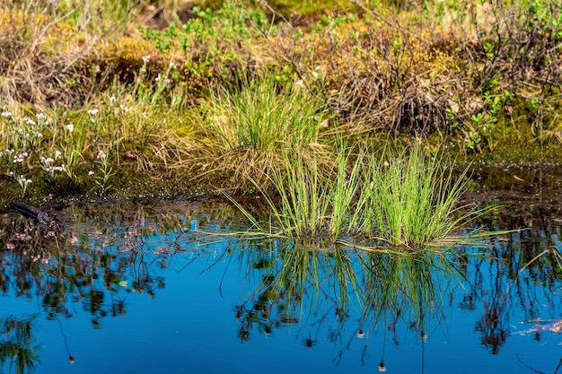 Paysage marécageux avec touffes d'herbe et réflexion en eau libre