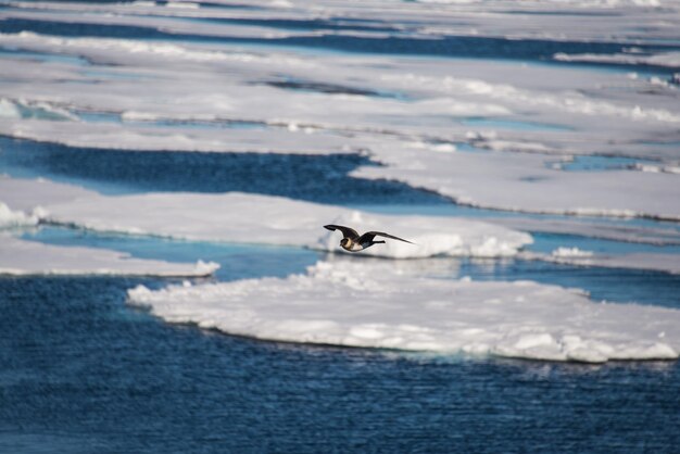 Le paysage marin de l'Arctique