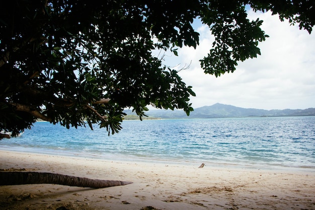 Paysage marin. Climat tropical. Mer et sable. Plage déserte. Philippines. Bord de l'océan.