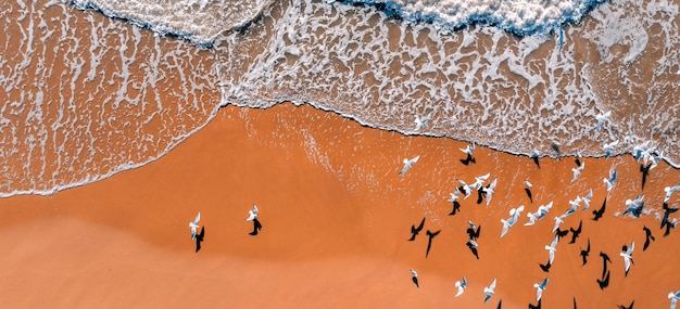 Paysage marin avec mouettes volantes et plage de sable Vue de dessus Bannière horizontale